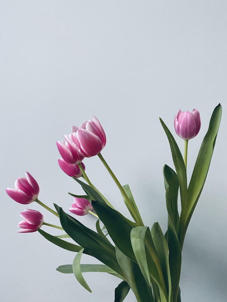 Tulipanes Suaves