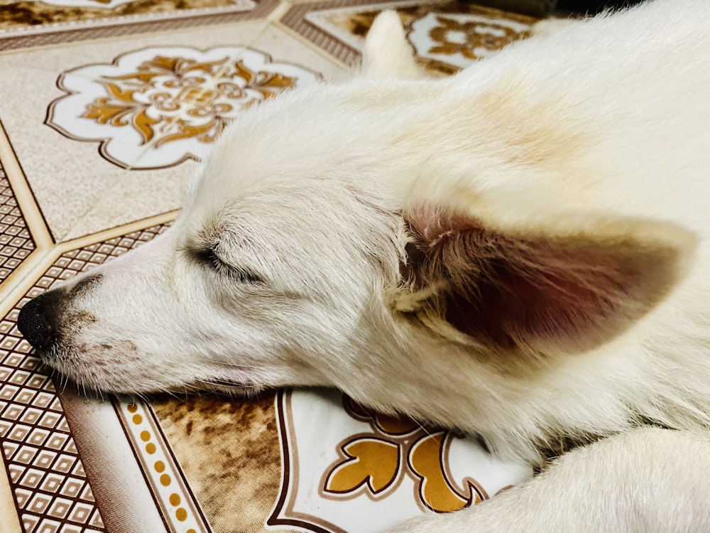 white long coated dog lying on brown and white floral textile