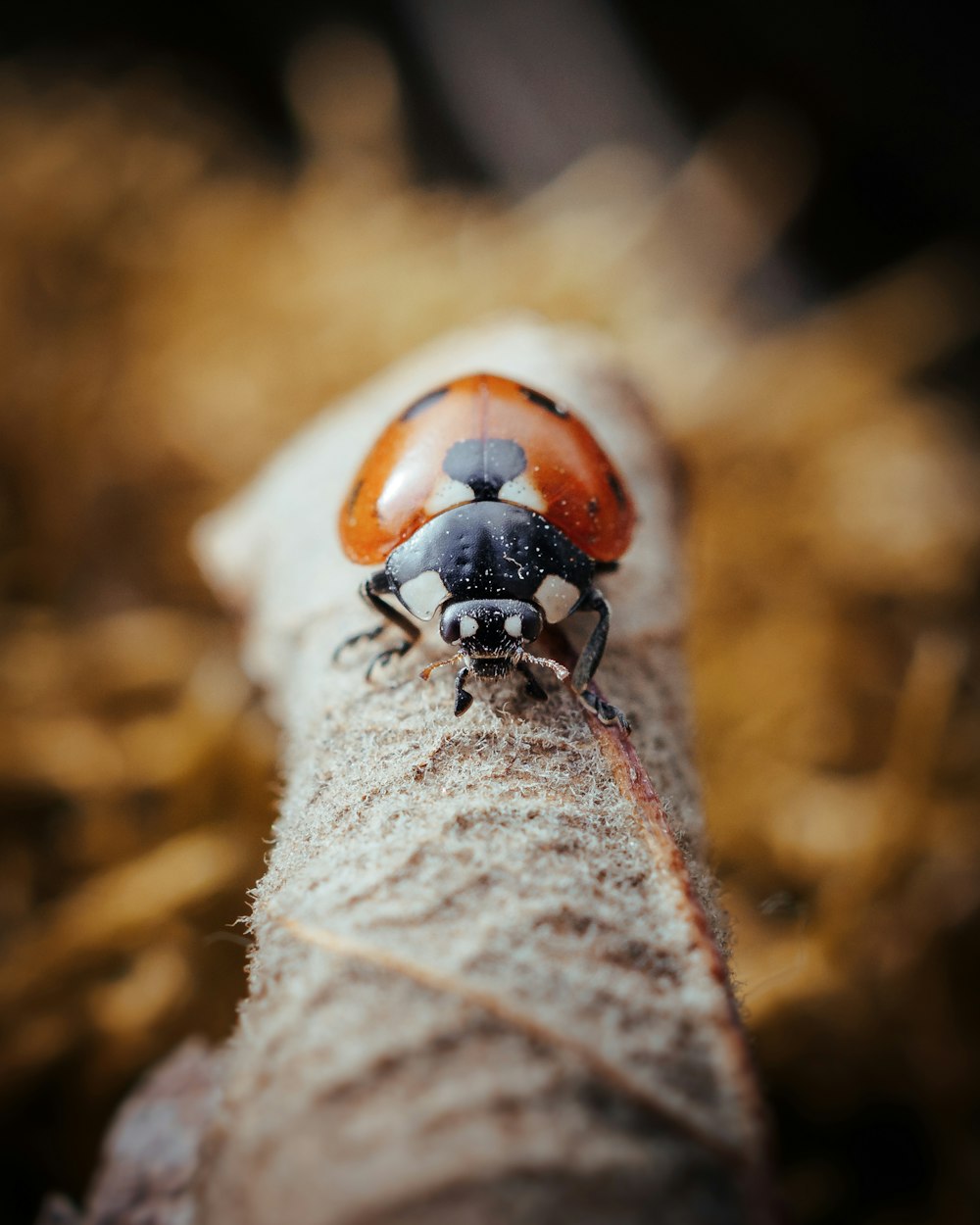 red and black beetle on brown dried leaf in macro photography