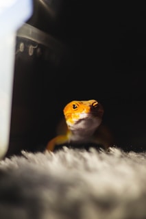 orange and white lizard on white textile