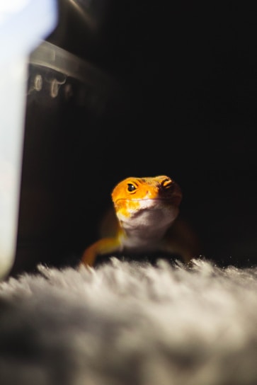 orange and white lizard on white textile