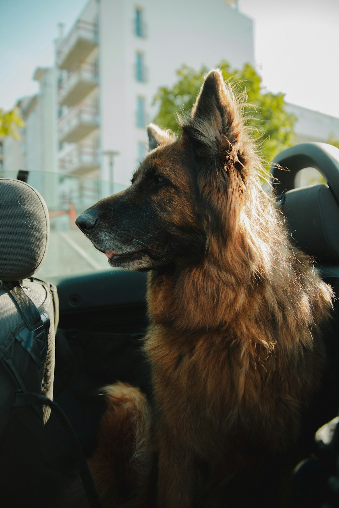 brown and black german shepherd