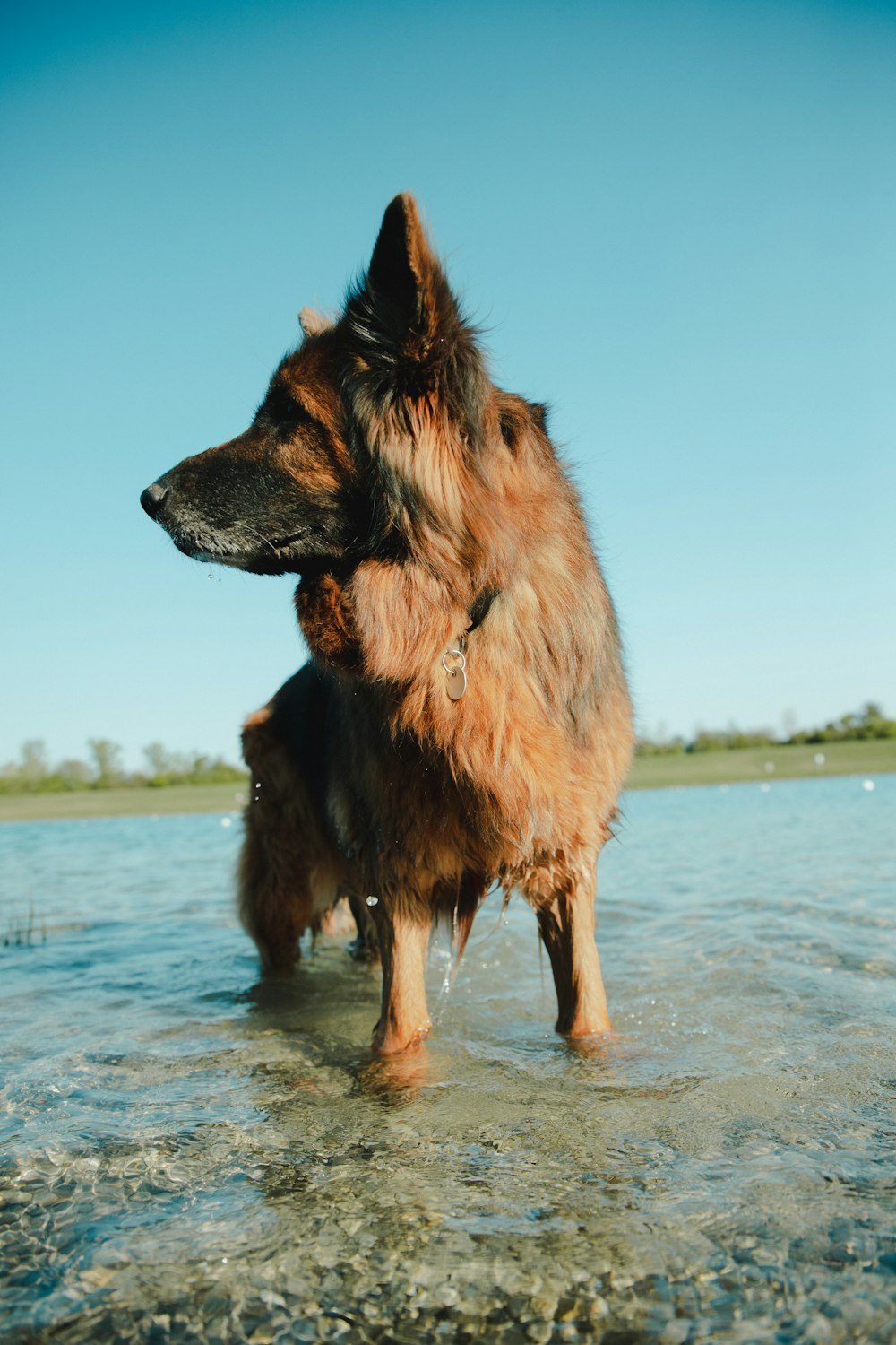 brown long coated dog on beach during daytime