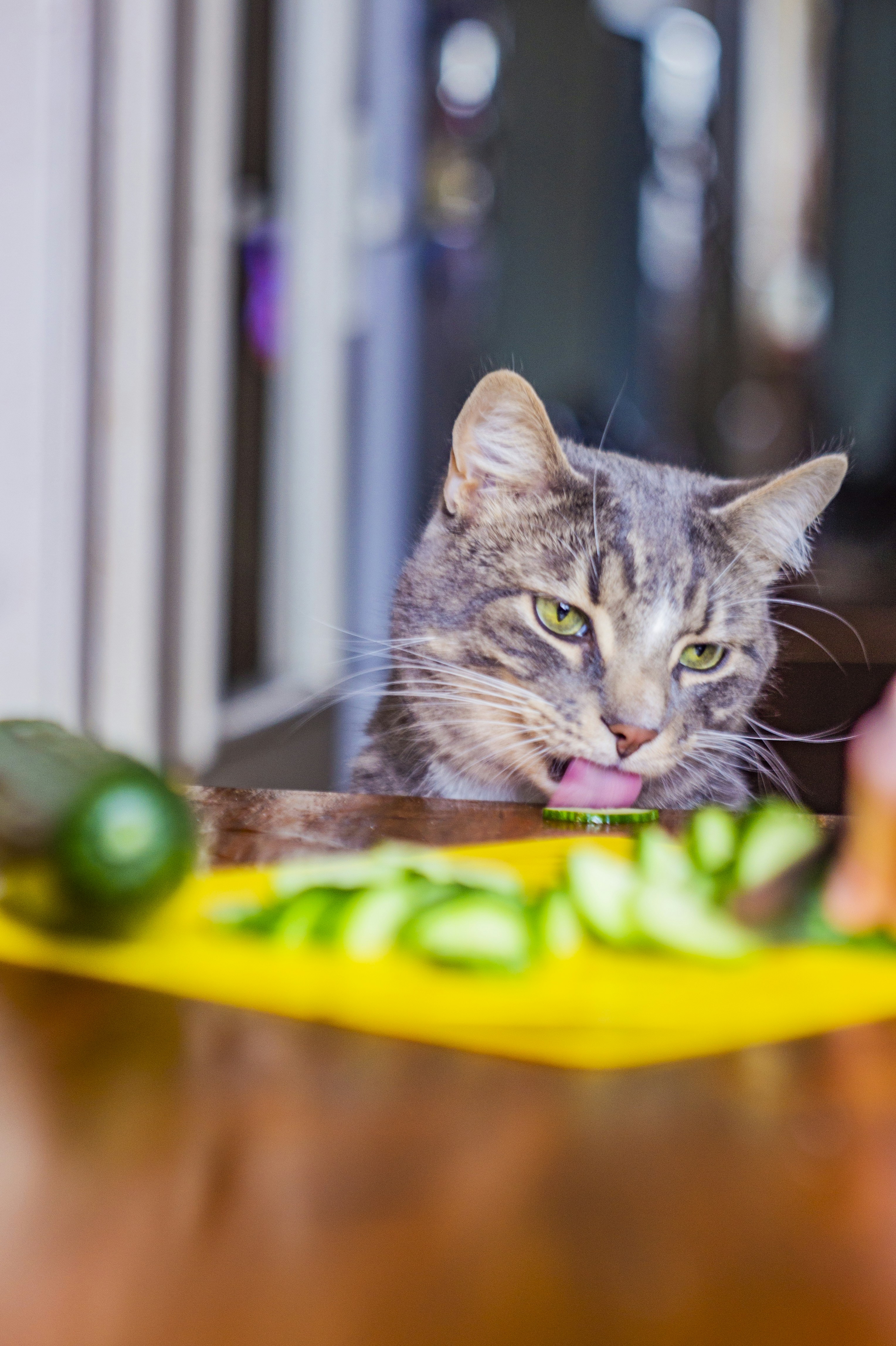 9 Cat Health Tips for Reading Cat Food Labels Like a Pro