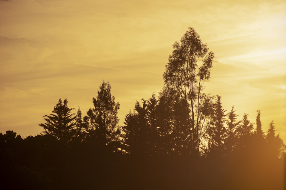 silhouette of trees during sunset