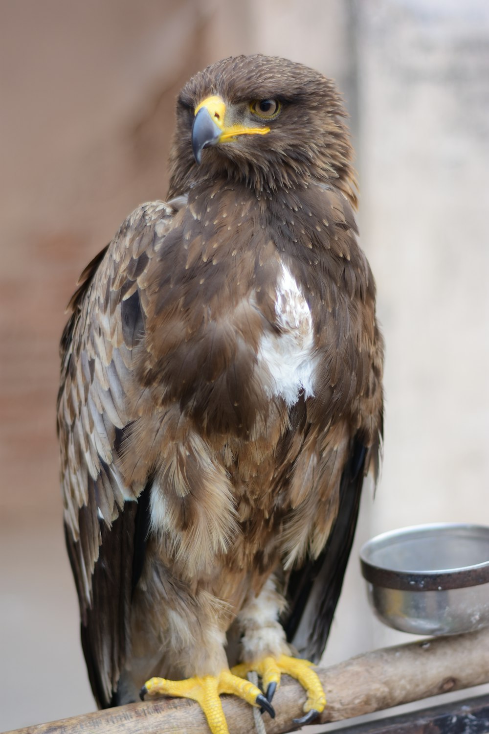 black and brown bird on blue plastic container