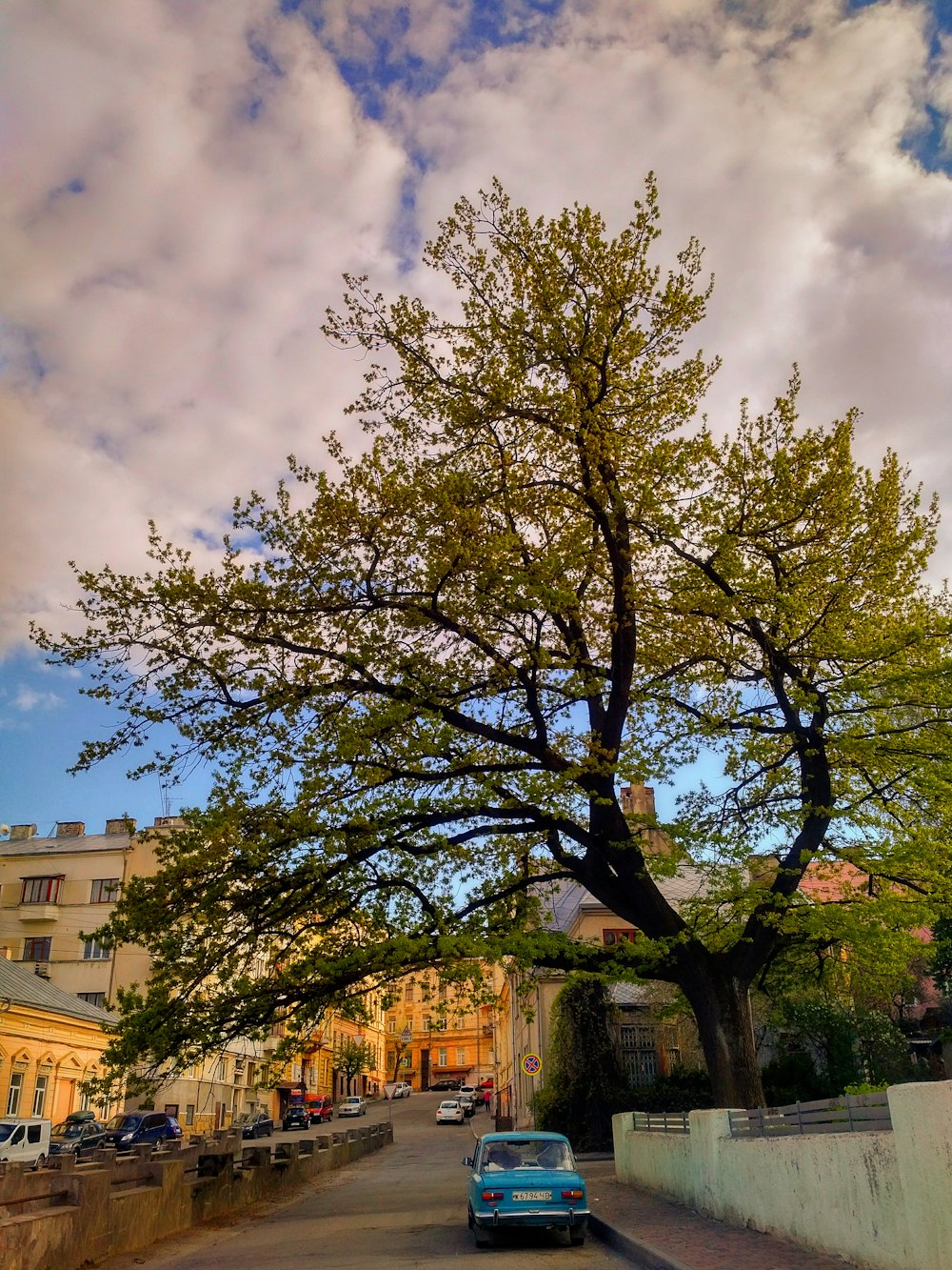 green tree near brown building during daytime