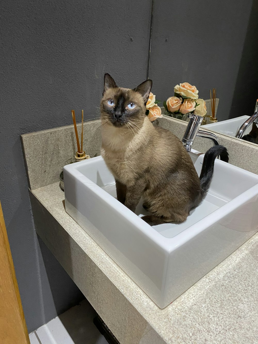 brown and black cat on white plastic container