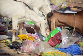 Two goats are seen rummaging through a pile of colorful plastic waste and garbage. The goats are of different colors, one white with brown patches and the other brown. The surrounding area is littered with various discarded items, including bags, food wrappers, and other debris.