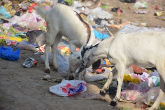 Two goats are foraging amidst a heap of trash, including plastic bags, paper, and discarded packaging, scattered on the ground.