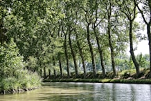 green trees on river bank during daytime