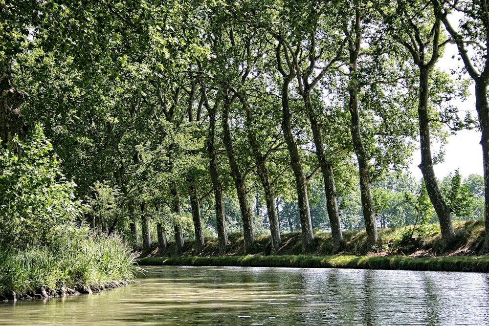 alberi verdi sulla riva del fiume durante il giorno