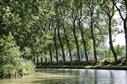 green trees on river bank during daytime in Canal du Midi France