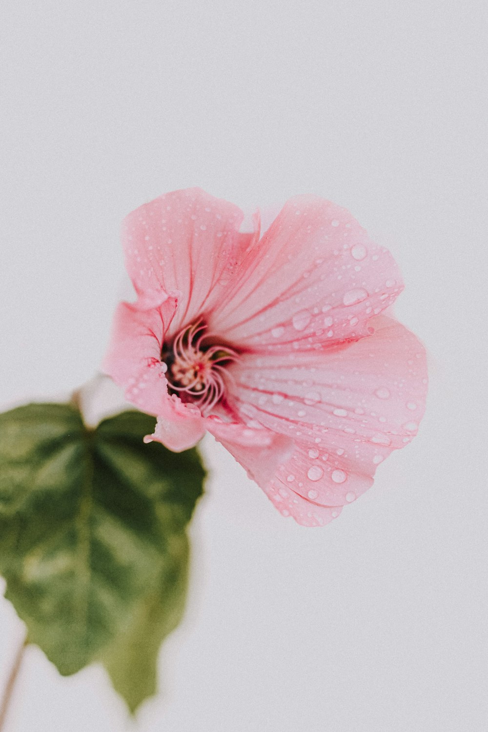 pink flower with green leaves