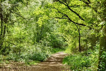 A tranquil forest scene featuring a narrow dirt path winding through dense foliage. The trees are lush with vibrant green leaves, and the sunlight filters through, casting dappled light on the path. The atmosphere is serene and inviting, with a clear focus on the natural beauty and calmness of the forest environment.