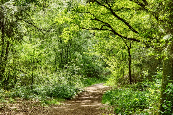 A tranquil forest scene featuring a narrow dirt path winding through dense foliage. The trees are lush with vibrant green leaves, and the sunlight filters through, casting dappled light on the path. The atmosphere is serene and inviting, with a clear focus on the natural beauty and calmness of the forest environment.