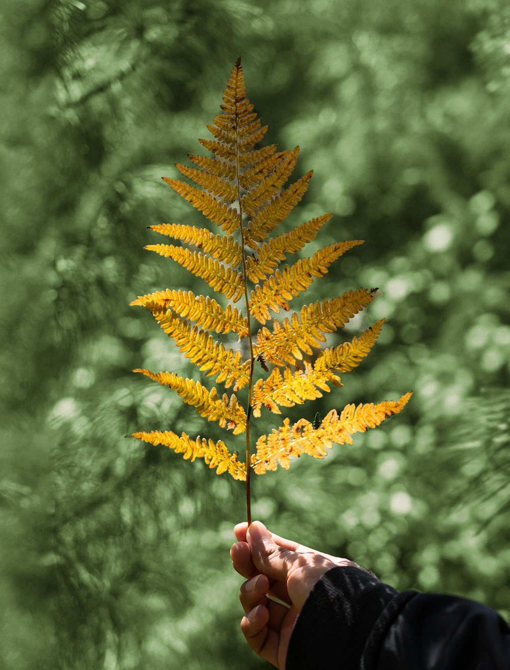 person holding yellow maple leaf