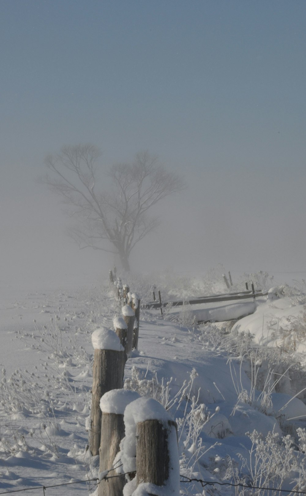 bare trees on snow covered ground under blue sky during daytime