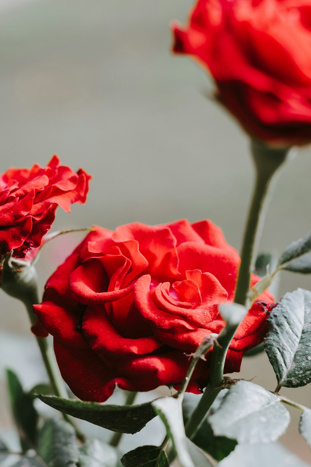 red rose in close up photography