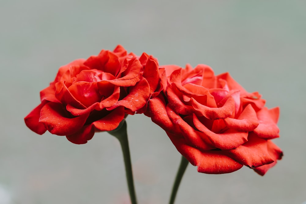 red rose in bloom during daytime