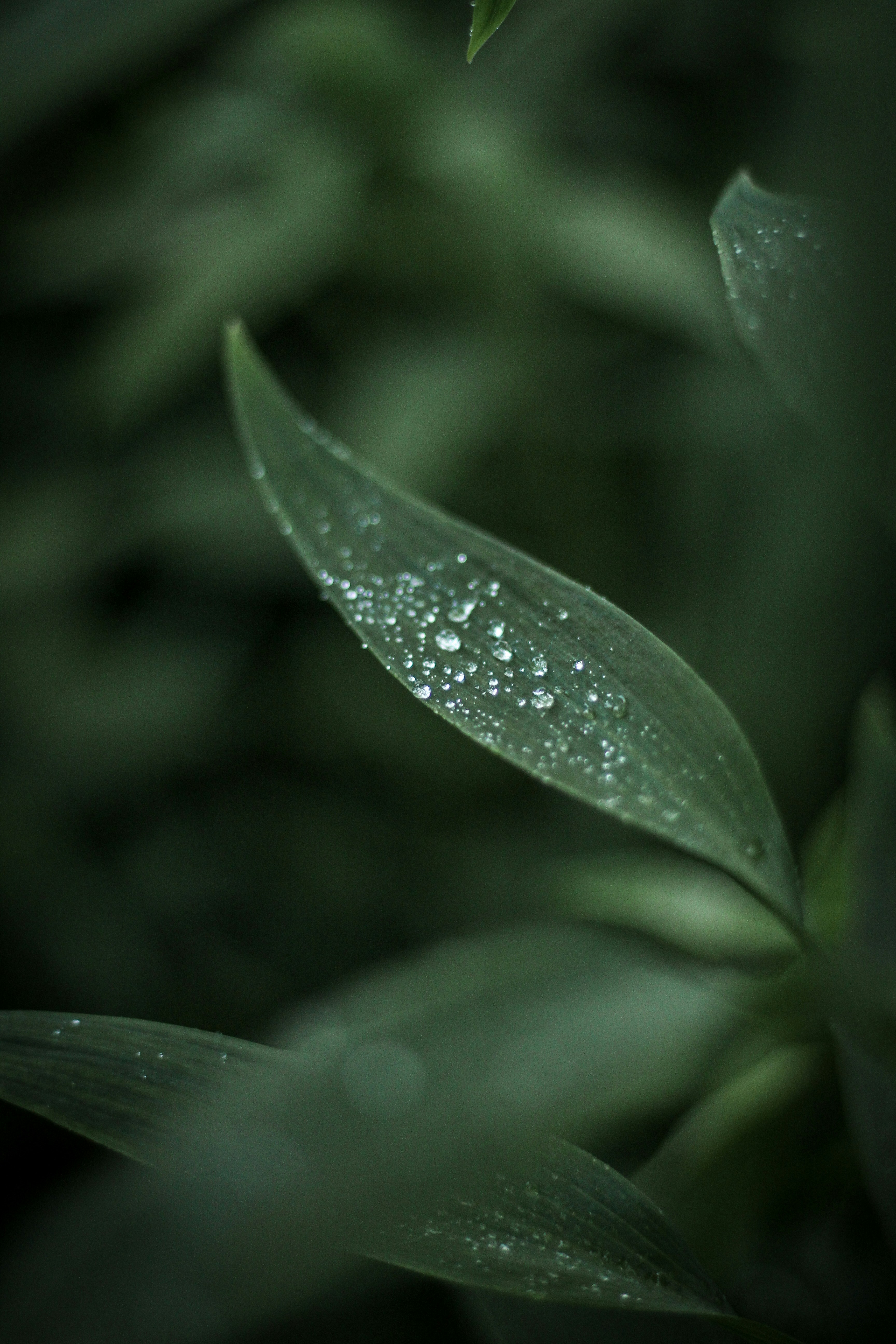 Photo by pedroaraujo74