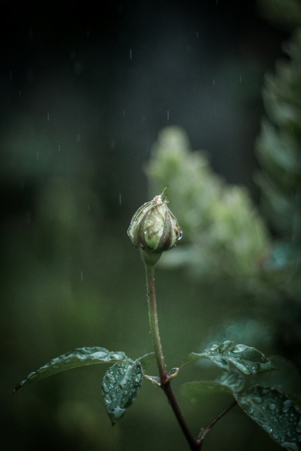 a single flower bud with water droplets on it