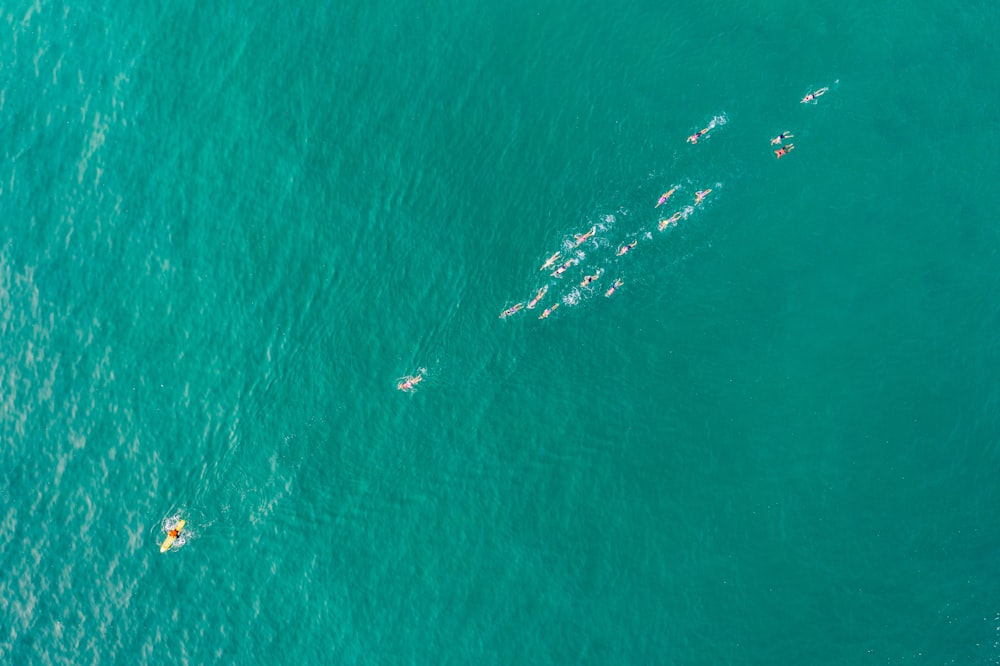 aerial view of people surfing on sea during daytime