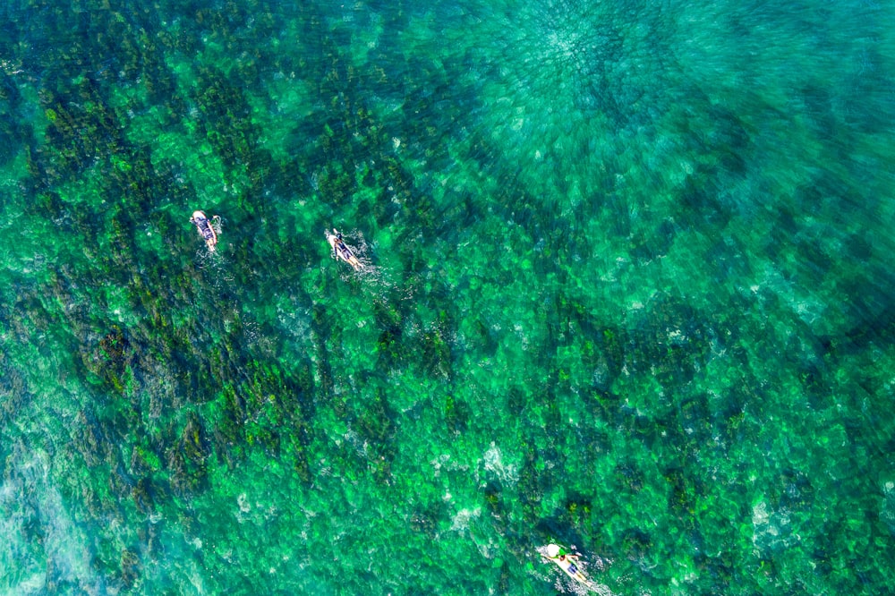 aerial view of green trees and body of water