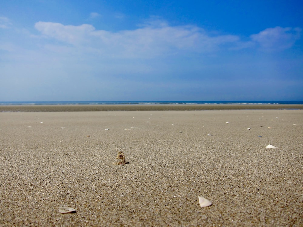 brown and white duck on brown sand under blue sky during daytime