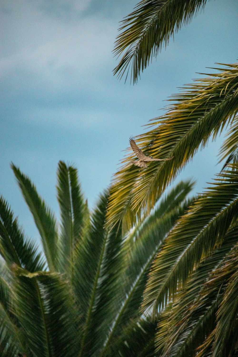 green palm tree under blue sky during daytime