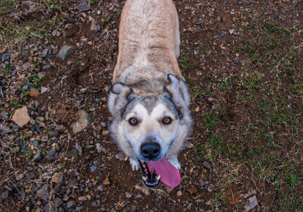 brown and white short coated dog on brown dried leaves