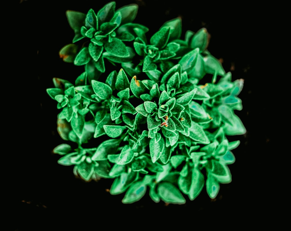 green plant in black background