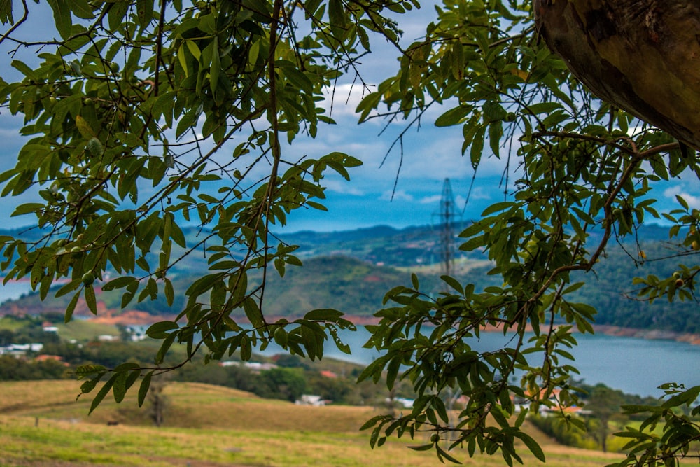 arbre vert sur un champ d’herbe verte pendant la journée