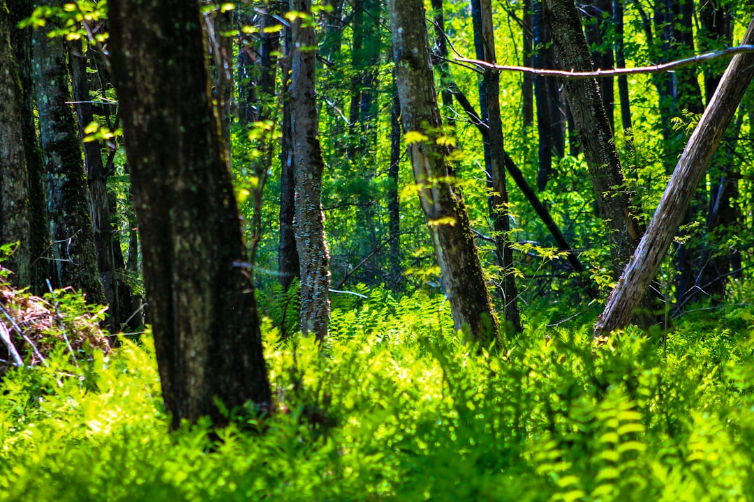 green grass and brown tree trunk