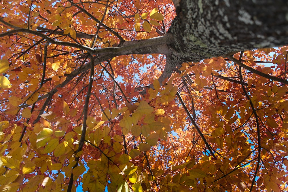 brown and yellow maple tree