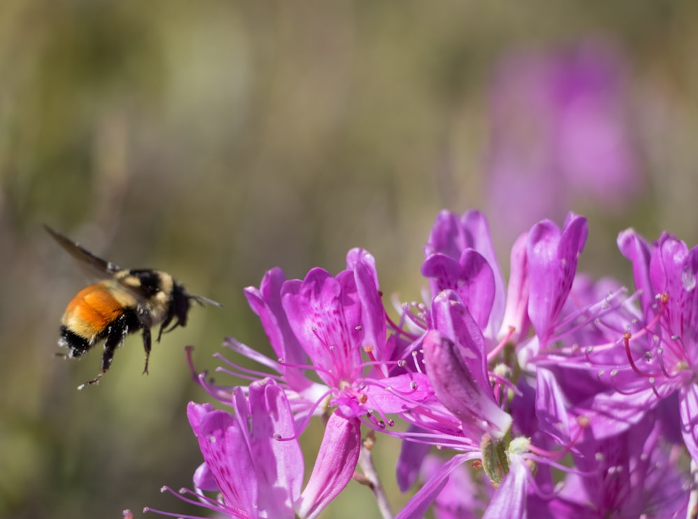 abeja negra y marrón en flor púrpura
