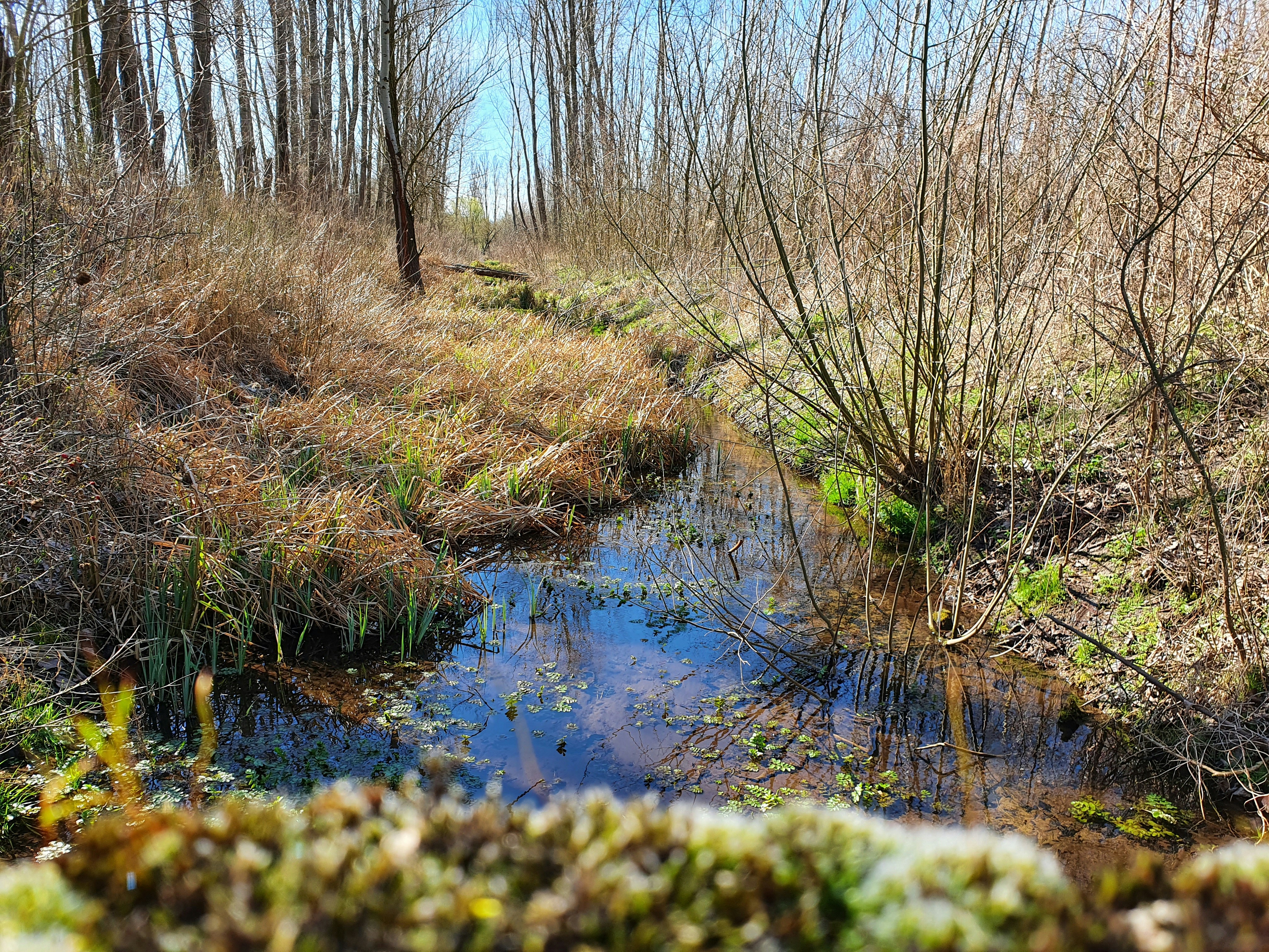 The Role of Wetlands in Water Purification (image credits: unsplash)