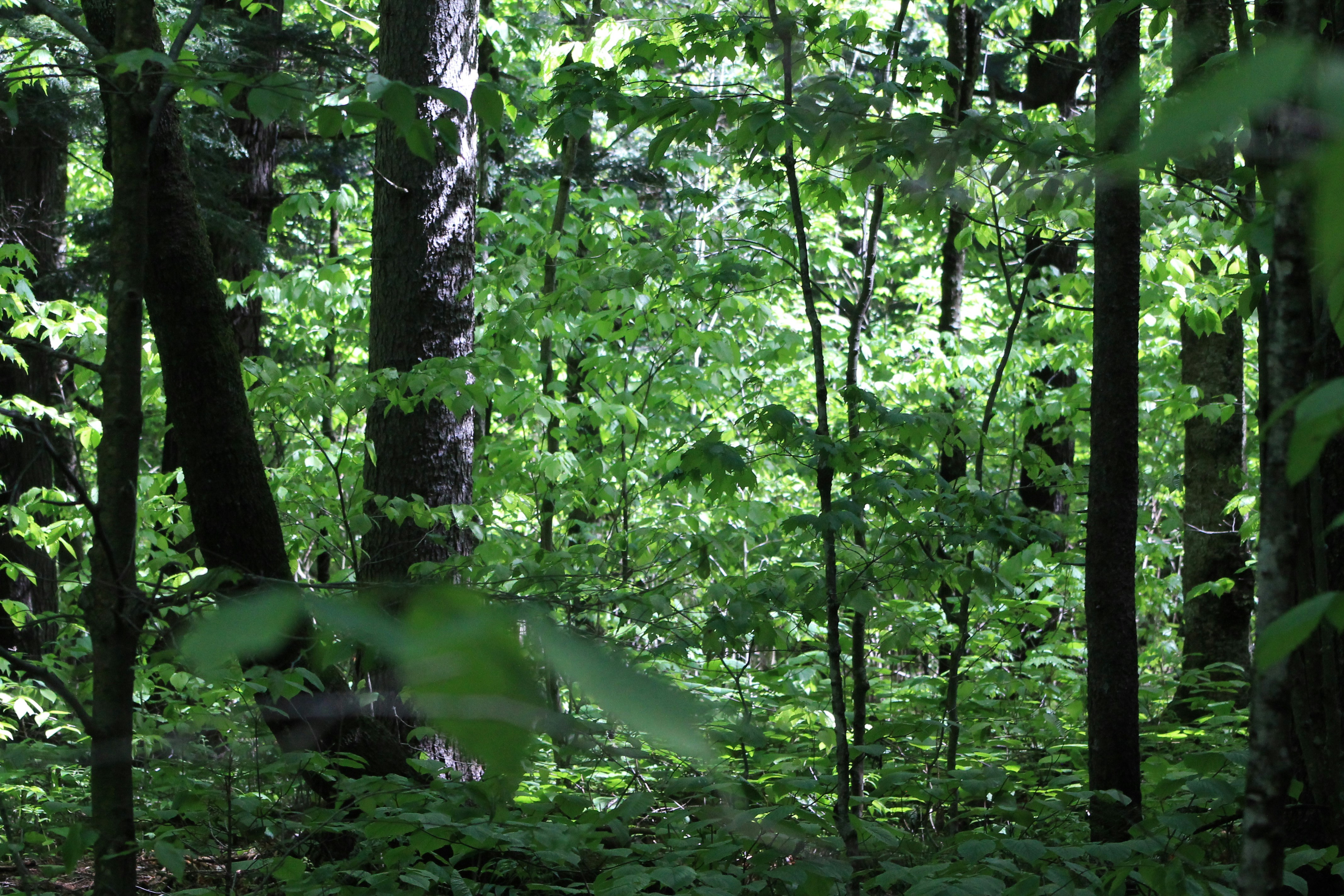 green trees and plants during daytime