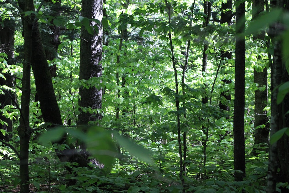 green trees and plants during daytime