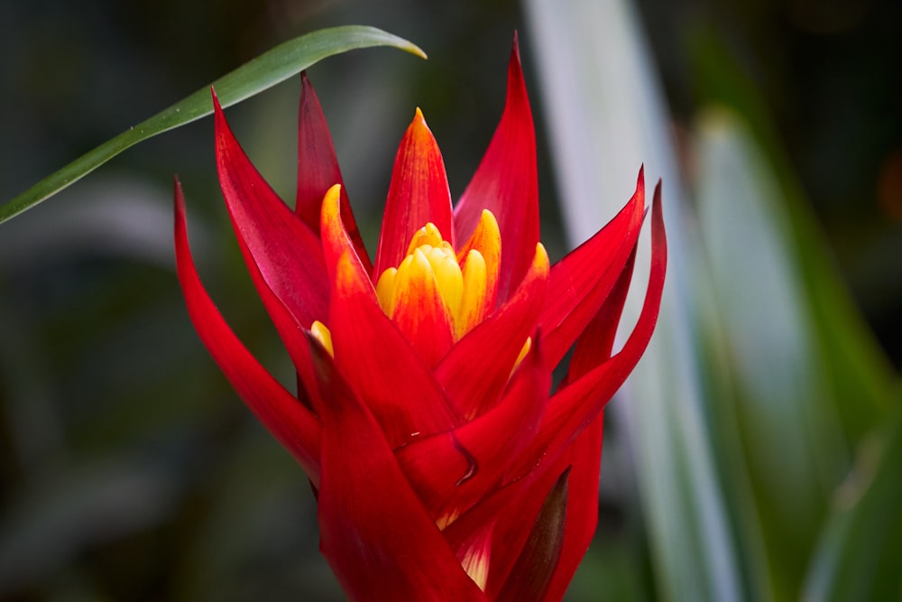 Flor roja y amarilla en fotografía de primer plano