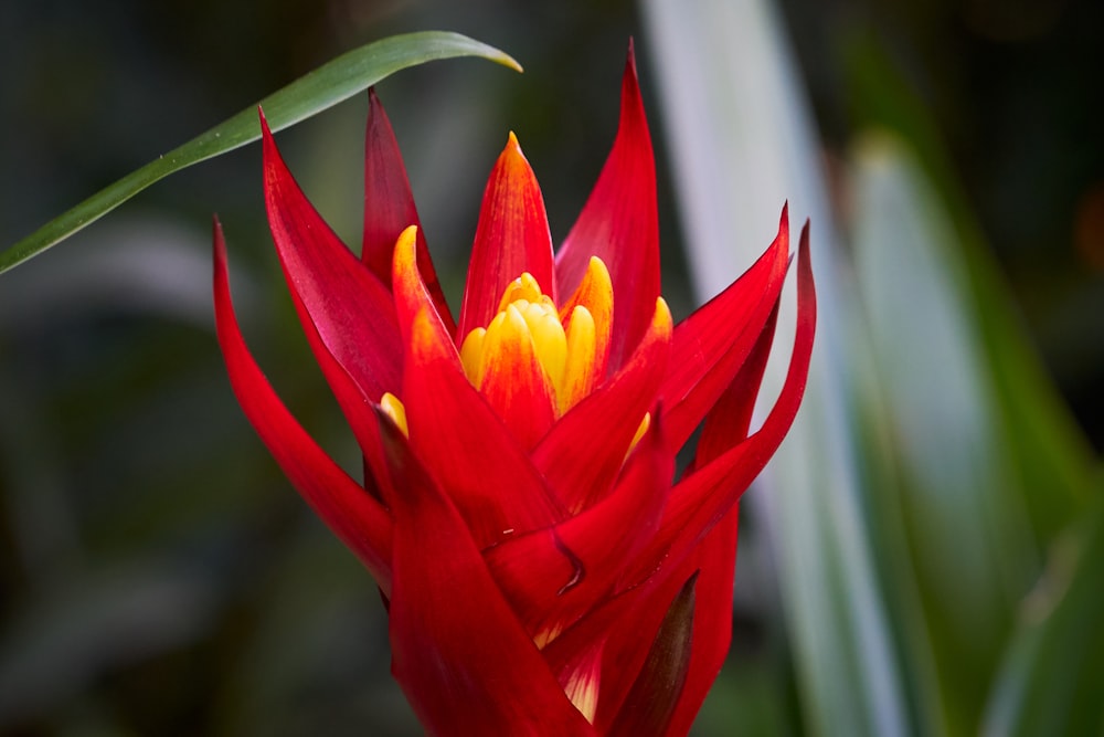 red and yellow flower in close up photography