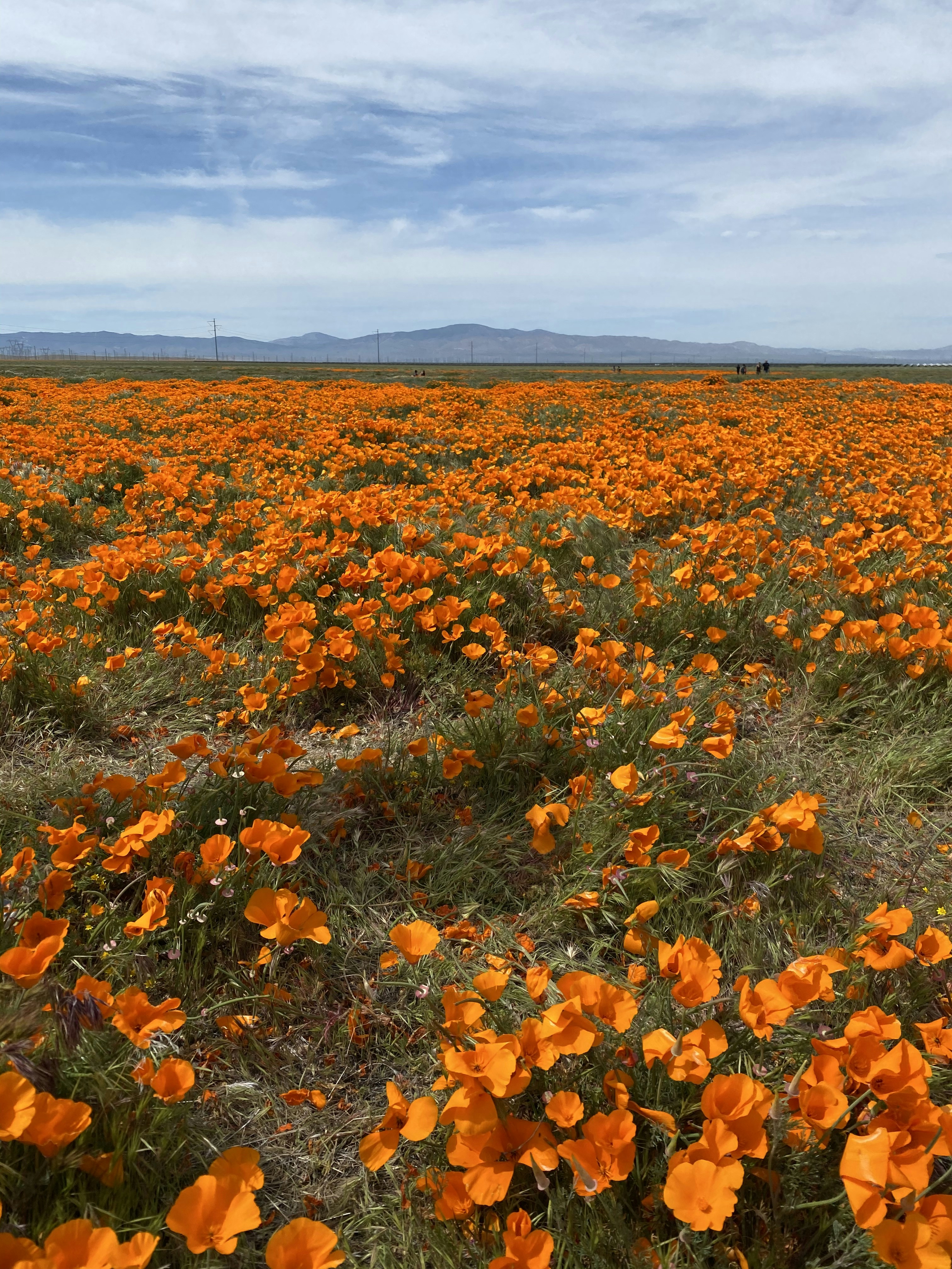 The Core Muscles You Never Knew You Had