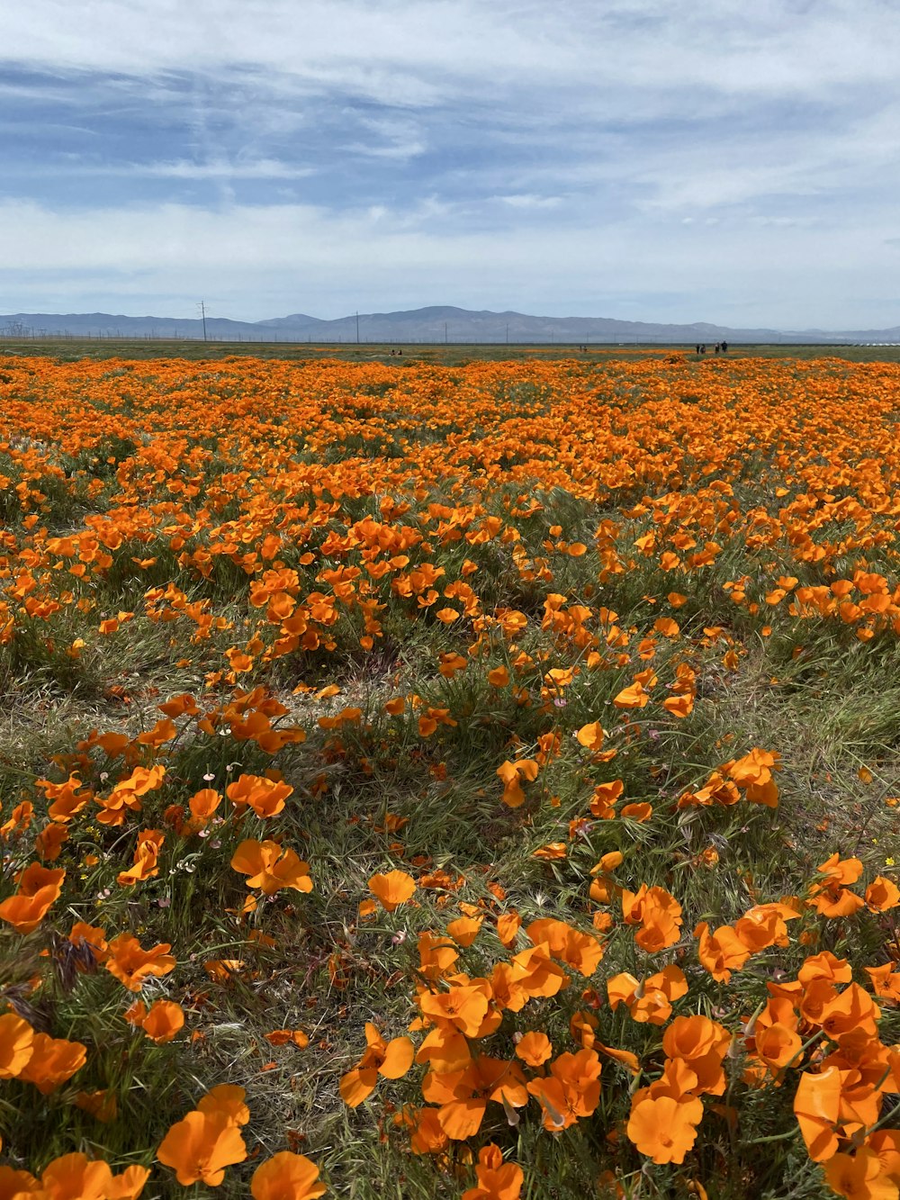 yellow flower field under blue sky during daytime