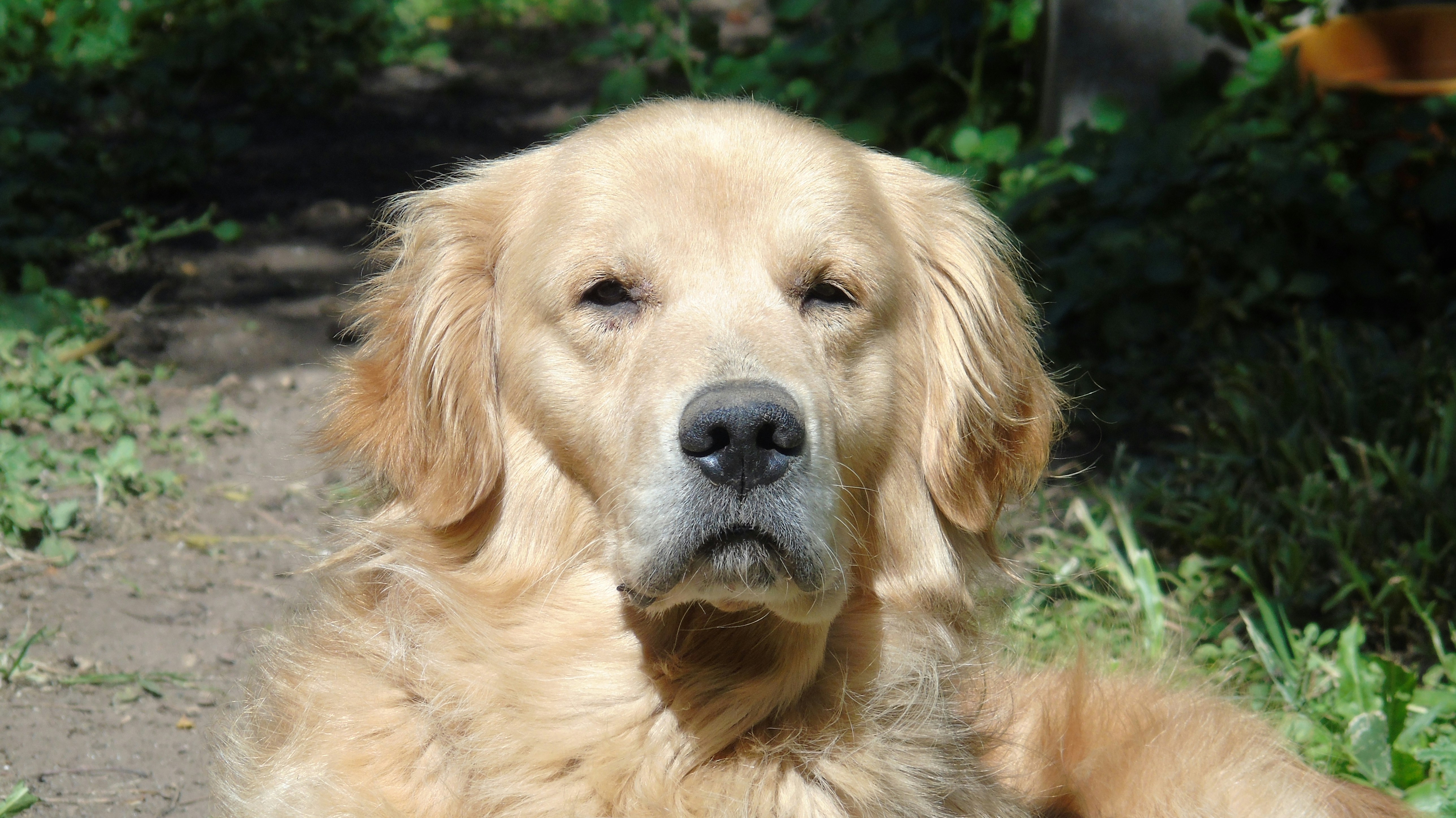 500 Golden Retriever Pictures Hd Download Free Images On Unsplash