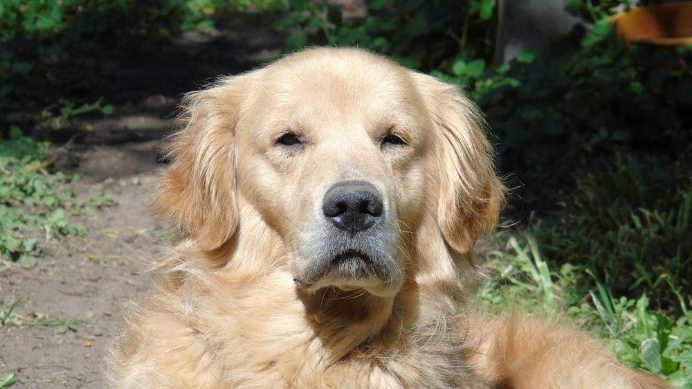 golden retriever sitting on green grass during daytime