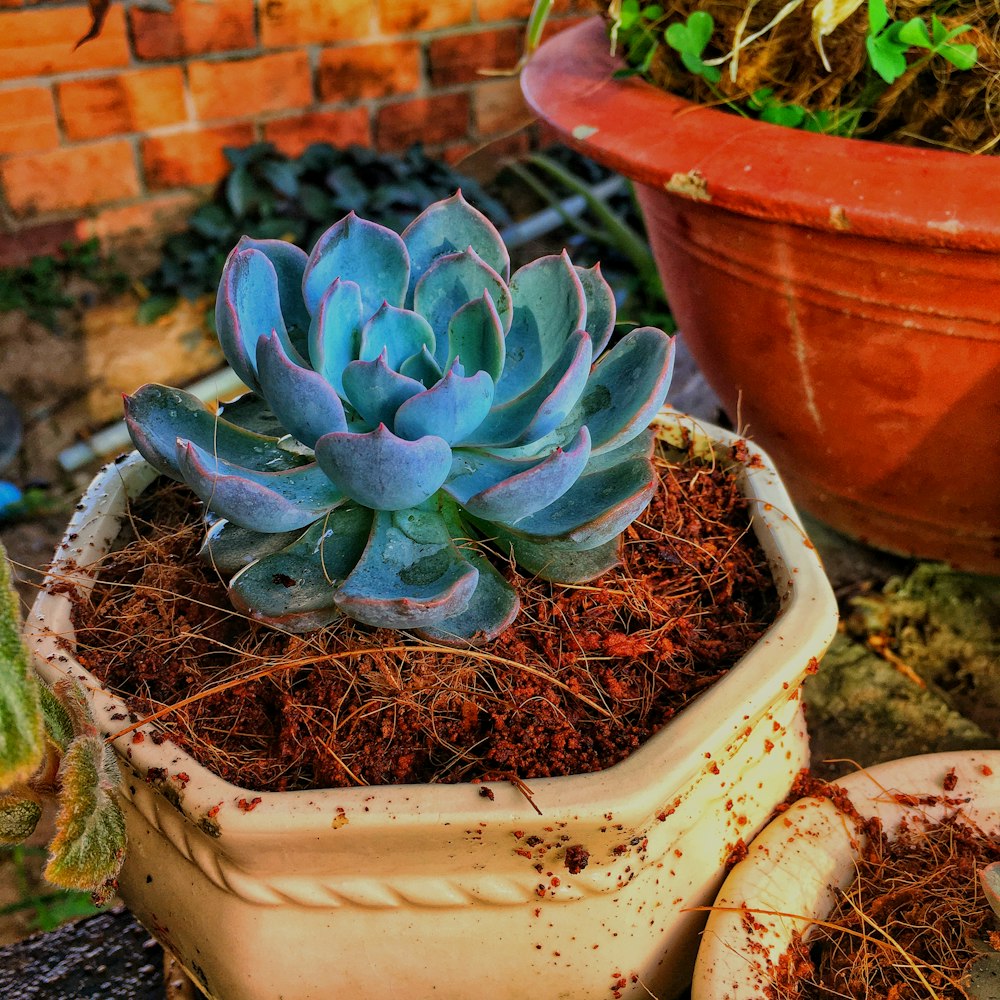 green succulent plant in brown clay pot