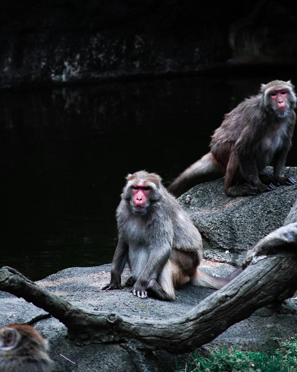 brown monkey sitting on tree branch