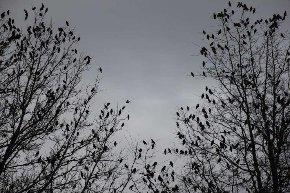회색 하늘 아래 잎이 없는 나무