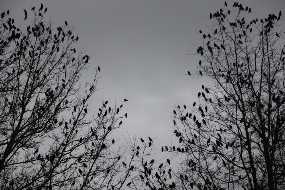 leafless tree under gray sky