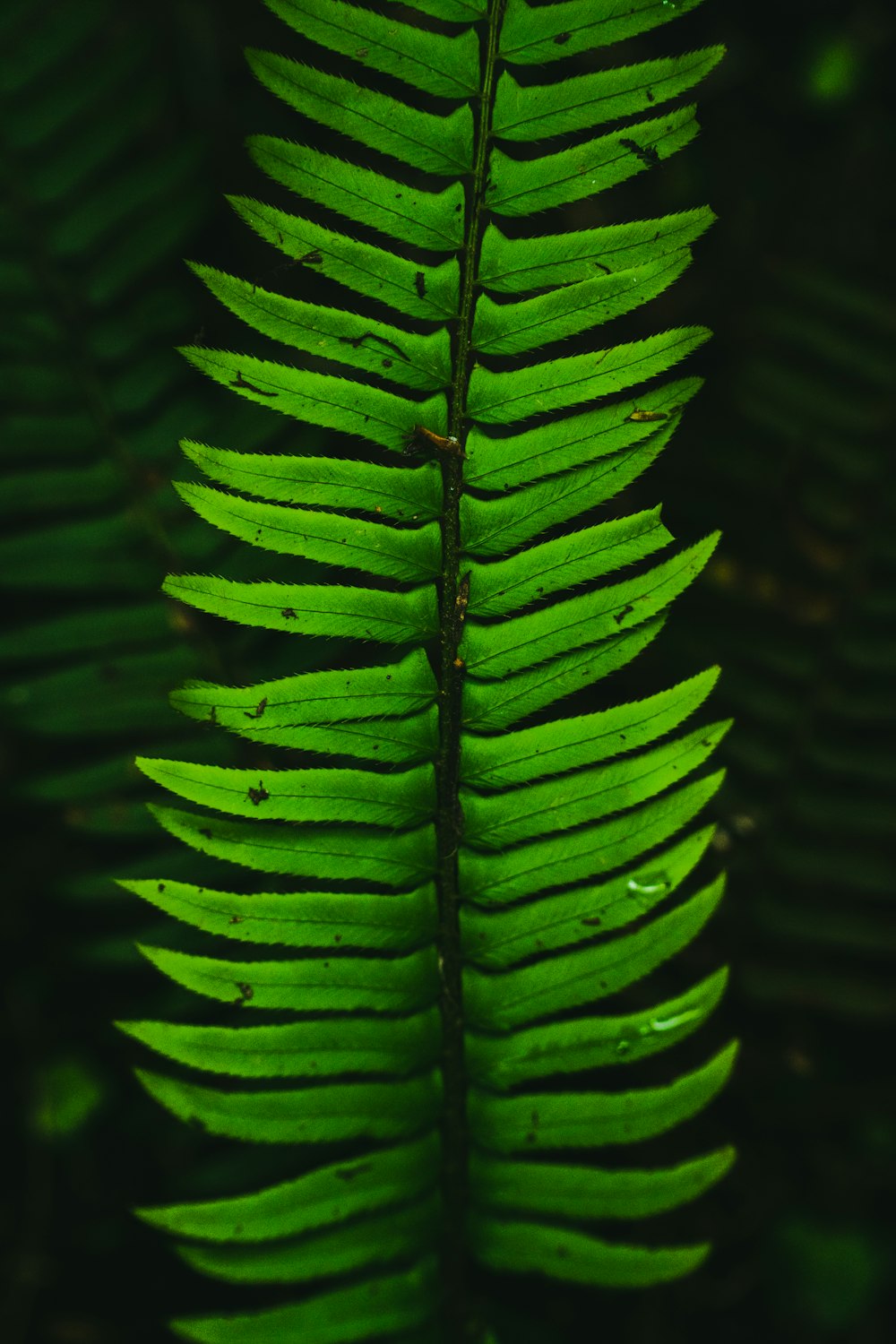 green fern plant in close up photography